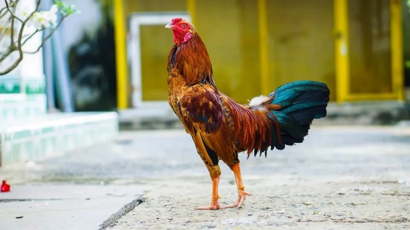 Gà đá khỏe luôn mang trong mình những yếu tố đặc biệt